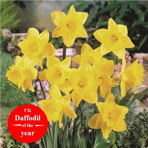 Narcissus (Daffodil) 'Tamara'